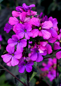 Lunaria annua Rosemary Verey